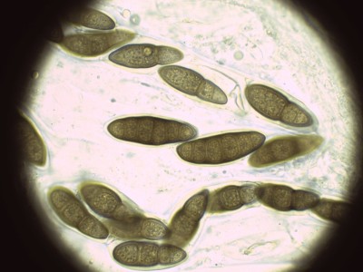 03 Splanchnonema platani H2O_1000_1.jpg