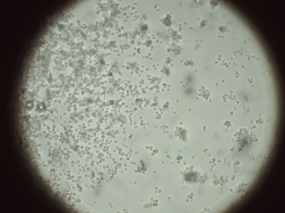 H2O_1000.jpg