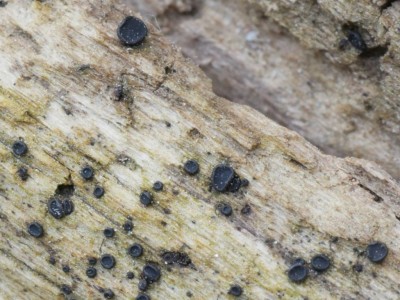 01 Sclerococcum stygium P1240270.JPG