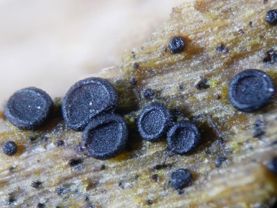 02 Sclerococcum stygium.jpg