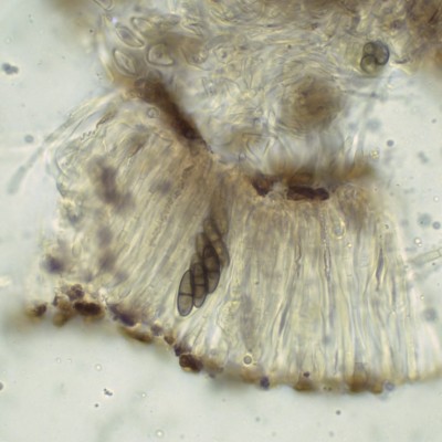 06m Sclerococcum stygium H2O_1000_1.jpg