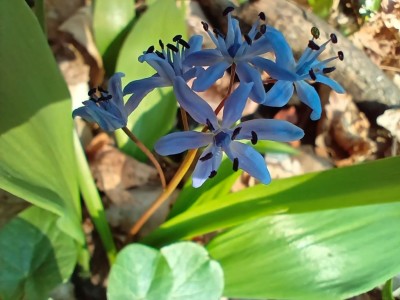 scilla.jpg