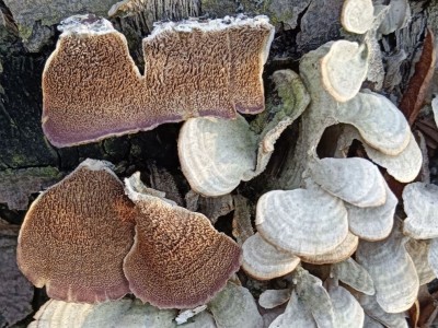 trichaptum bi.jpg
