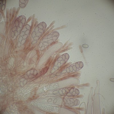 04 Iodophanus carneus CR_400.jpg
