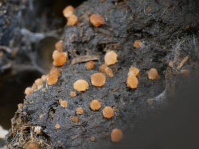 01 Iodophanus carneus.JPG
