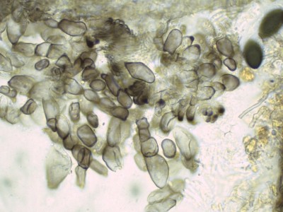 03 Schizothecium tetrasporum H2O_1000_7.jpg