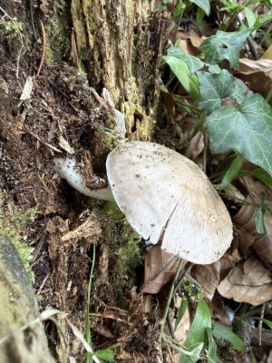 Pluteus 1.JPG