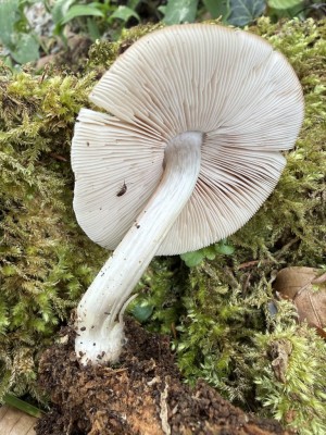 Pluteus 2.JPG