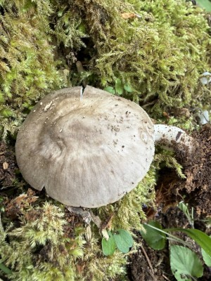 Pluteus 3.JPG