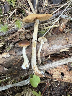 Pholiotina aporos 1.JPG