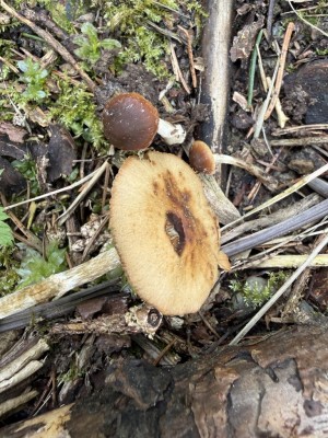 Pholiotina aporos 2.JPG