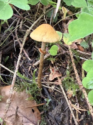 Pholiotina rugosa 1.JPG