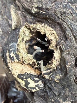 Xylaria h.JPG