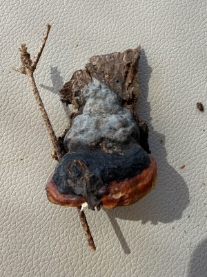 Foto 1.JPG