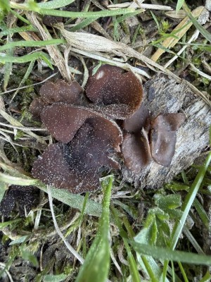 Anemonenbecherling 1.JPG