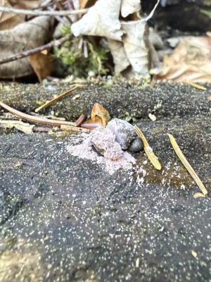 Lycogala epidendrum s. l. - Blutmilchpilz.JPG