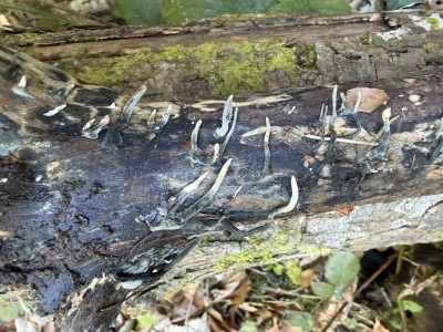 Ahorn Holzkeule 1.JPG
