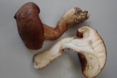 Bonomyces sinopicus (2).JPG