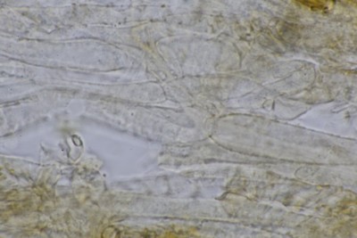 Bonomyces sinopicus HDS (2).JPG