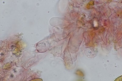 Pholiotina teneroides Basidie.JPG