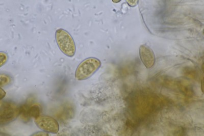 Pholiotina teneroides Sp (2).JPG