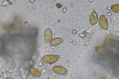 Pholiotina teneroides Sp (5).JPG