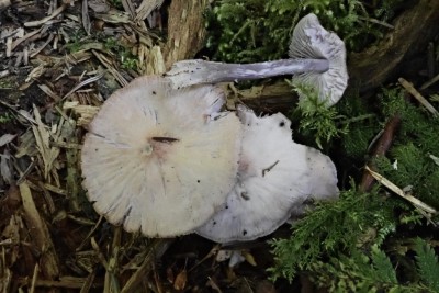 Mycena pura (1).JPG