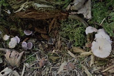 Mycena pura (2).JPG