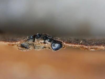 04 Calosporella innesii.JPG