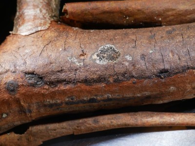 01 Diatrype decorticata P1240777.JPG