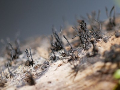 02 Peroneutypa scoparia.JPG
