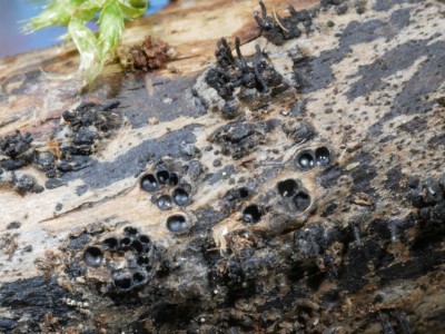 03 Peroneutypa scoparia.JPG