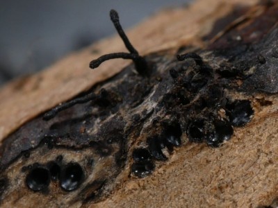 04 Peroneutypa scoparia.JPG