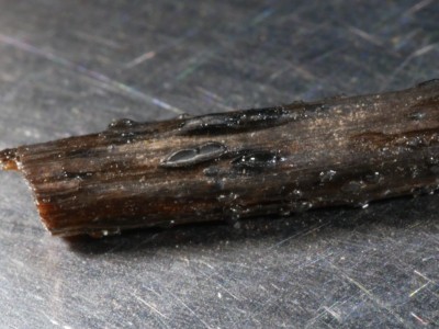 01 Pyrenopeziza petiolaris.JPG