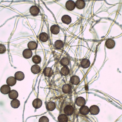 03  Diderma niveum H2O_1000_7.jpg
