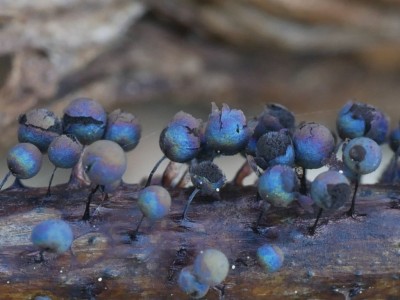 02 Lamproderma sauteri.JPG