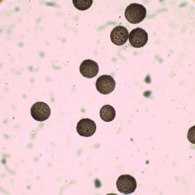 08 Lamproderma sauteri  H2O_1000_2.jpg