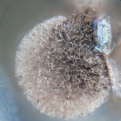 012 Lamproderma sauteri.jpg