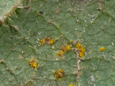 2 Phragmidium violaceum P1240963.JPG