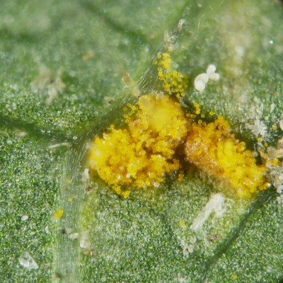 04 Phragmidium violaceum 2026-05-11 19-46-04 (B,R8,S4).jpg