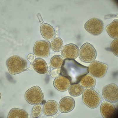 05 Phragmidium violaceum.jpg