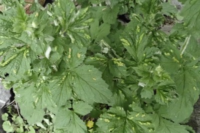 Cecidophyes nudus an Geum urbanum (1).JPG