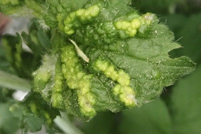 Cecidophyes nudus an Geum urbanum (4).JPG