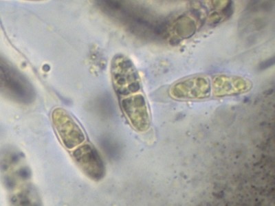 09 Melanconis marginalis subsp. europaea Ink_1000_2.jpg