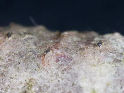 02 Cryptosporella betulae 1250375.JPG