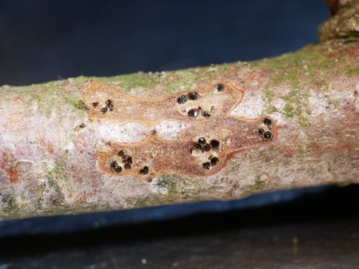 03 Cryptosporella betulae P1250367.JPG