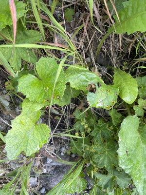 IMG_8524.JPG
