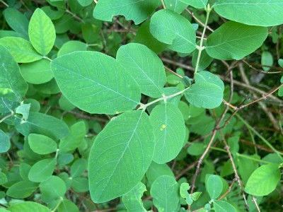 IMG_8536.JPG