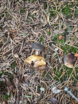 IMG_5807.jpeg