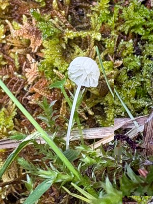 IMG_5810.jpeg
